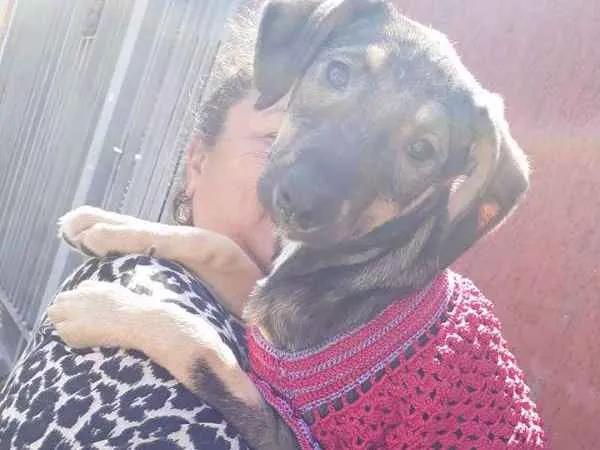 Cachorro ra a srd idade 2 a 6 meses nome safira