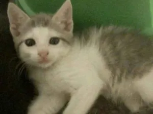 Gato raça  idade Abaixo de 2 meses nome Gatinhos