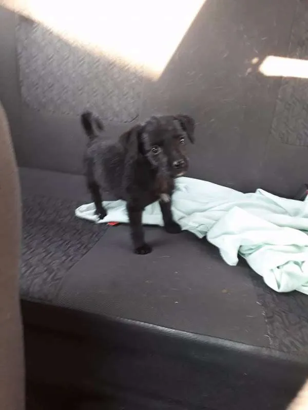 Cachorro ra a srd idade 2 a 6 meses nome Pimentinha