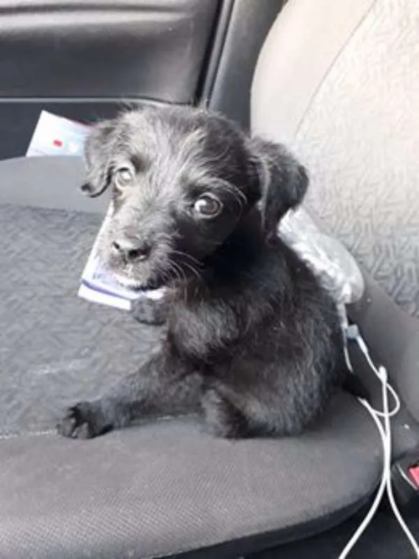 Cachorro ra a srd idade 2 a 6 meses nome Pimentinha