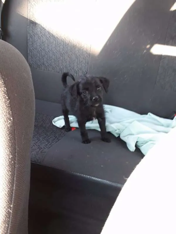 Cachorro ra a srd idade 2 a 6 meses nome Pimentinha