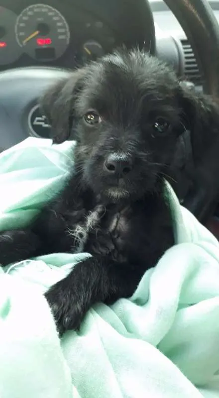 Cachorro ra a srd idade 2 a 6 meses nome Pimentinha