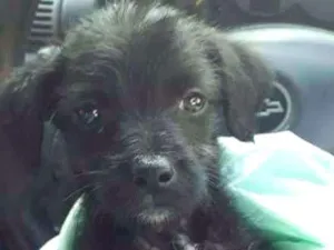 Cachorro raça srd idade 2 a 6 meses nome Pimentinha
