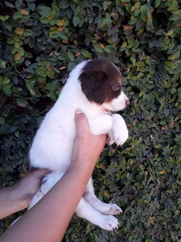 Cachorro ra a SRD idade Abaixo de 2 meses nome MILKA