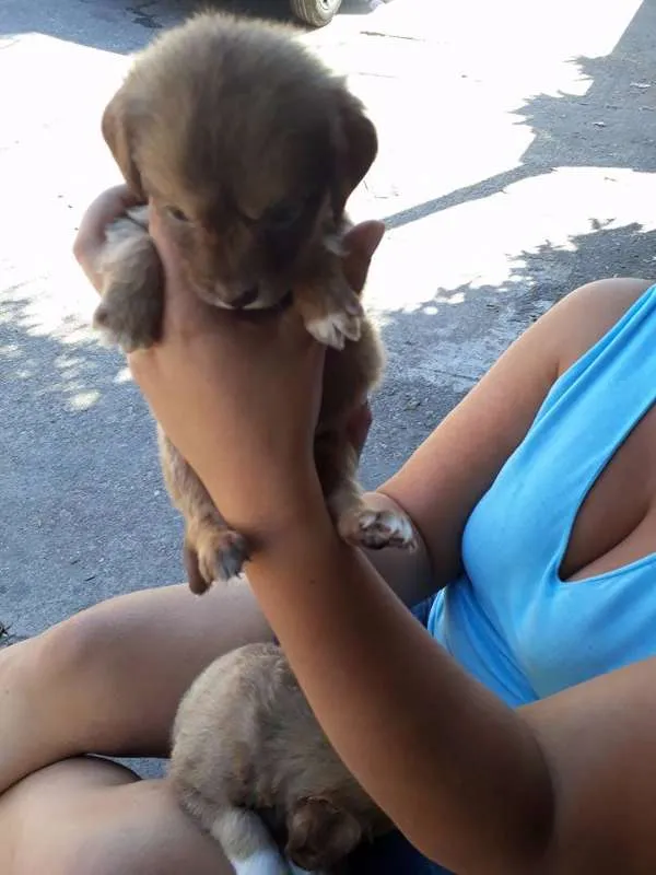 Cachorro ra a SRD idade Abaixo de 2 meses nome MARI