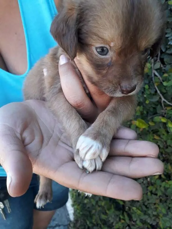 Cachorro ra a SRD idade Abaixo de 2 meses nome MARI