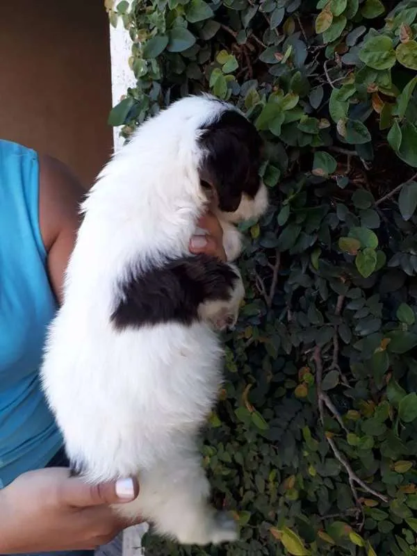 Cachorro ra a SRD idade  nome CAIO