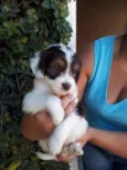 CAIO