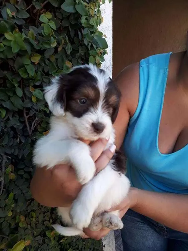 Cachorro ra a SRD idade  nome CAIO