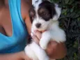 CAIO
