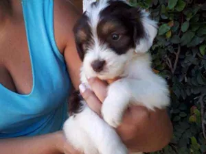 Cachorro raça SRD idade  nome CAIO