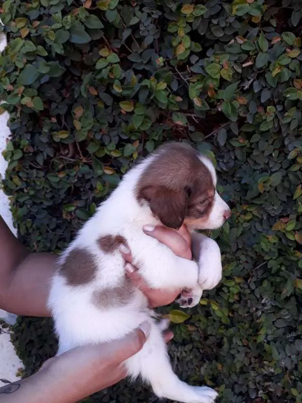 Cachorro ra a SRD idade  nome LÉO