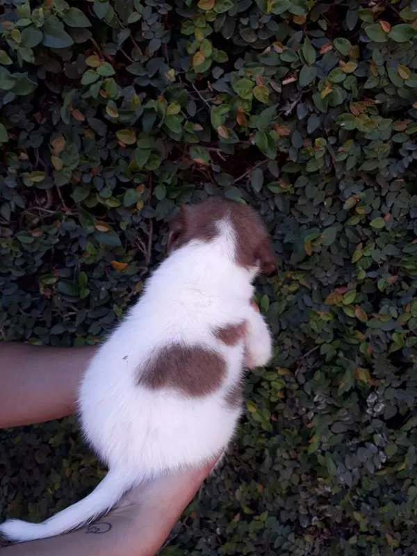 Cachorro ra a SRD idade  nome LÉO