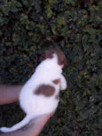 LÉO