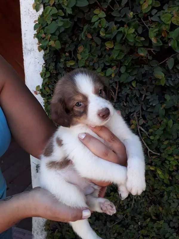 Cachorro ra a SRD idade  nome LÉO