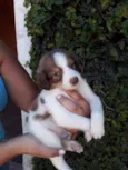 LÉO