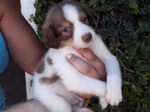 Cachorro raça SRD idade  nome LÉO