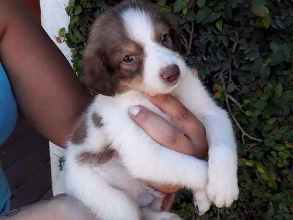 Cachorro ra a SRD idade  nome LÉO