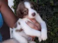 LÉO