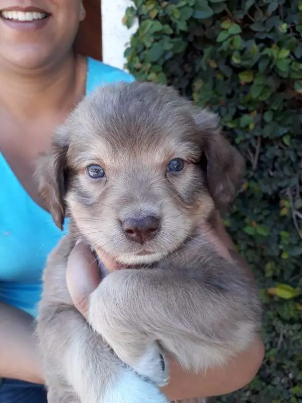 Cachorro ra a SRD idade Abaixo de 2 meses nome TODDY