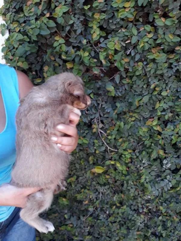 Cachorro ra a SRD idade Abaixo de 2 meses nome TODDY