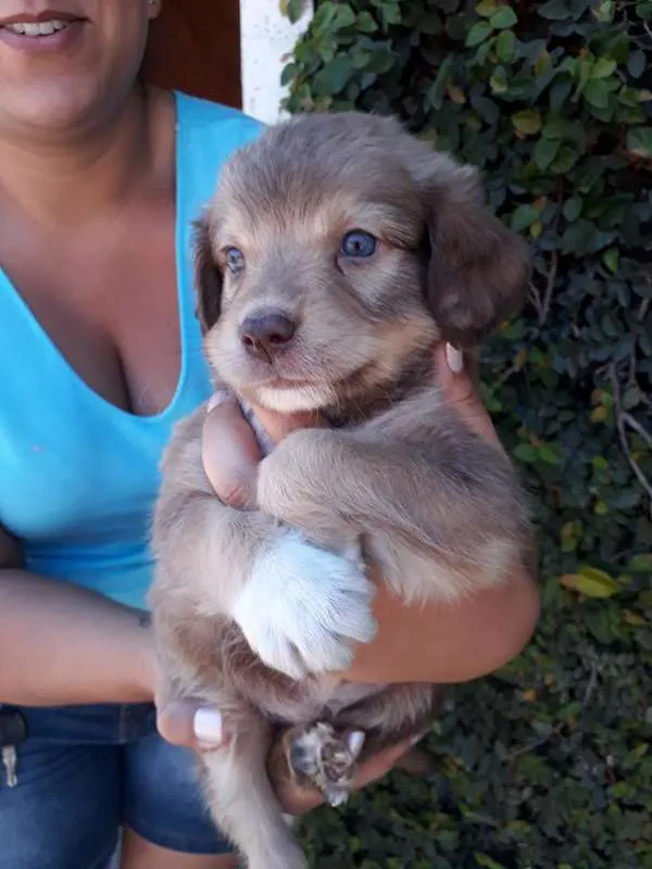 Cachorro ra a SRD idade Abaixo de 2 meses nome TODDY
