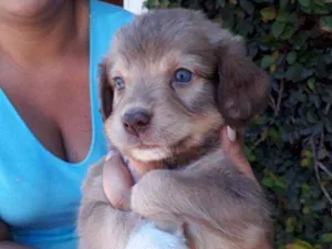 Cachorro raça SRD idade Abaixo de 2 meses nome TODDY