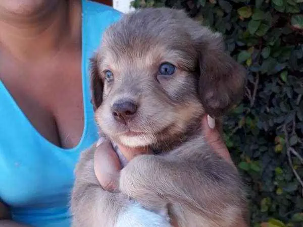 Cachorro ra a SRD idade Abaixo de 2 meses nome TODDY