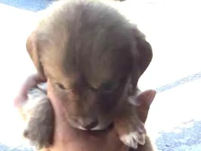 Cachorro ra a SRD idade Abaixo de 2 meses nome MARI