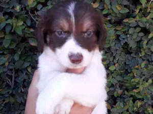 Cachorro raça SRD idade Abaixo de 2 meses nome MILKA