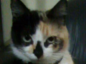 Gato raça  idade  nome Cyndi