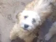 Bolota