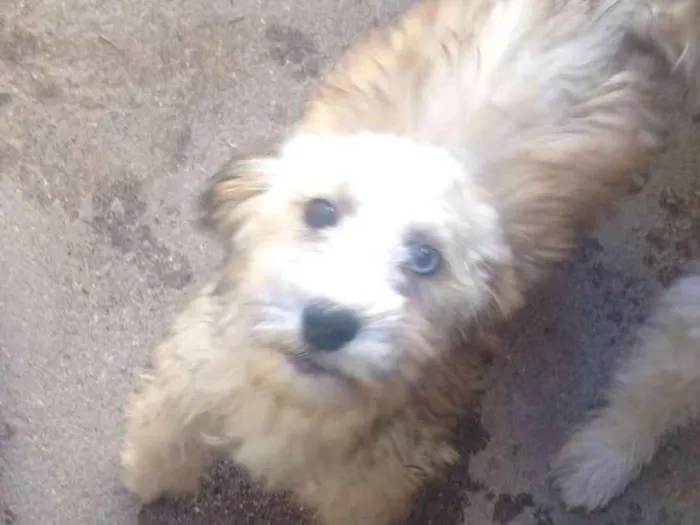 Cachorro ra a Maltês com vira-lata idade 2 a 6 meses nome Bolota