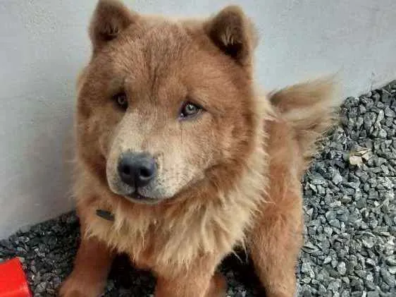 Cachorro ra a Chow Chow idade 1 ano nome Ted