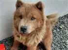 Cachorro raça Chow Chow idade 1 ano nome Ted