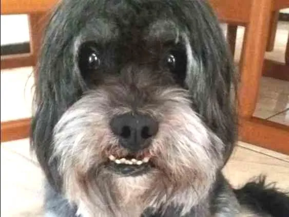 Cachorro ra a Lhasa idade 6 ou mais anos nome Billy