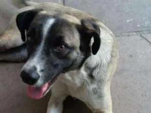 Cachorro raça SRD idade 2 anos nome Bin