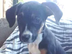 Cachorro raça sem raça definida idade 2 a 6 meses nome Filhotes