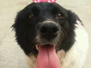 Cachorro raça Sem raça definida idade 4 anos nome Oreo