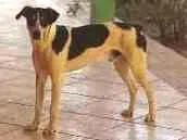 Cachorro raça SDR idade 1 ano nome Gigante