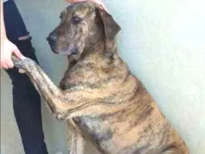 Cachorro raça Fila e Labrador idade 6 ou mais anos nome Guinness GRATIFICA