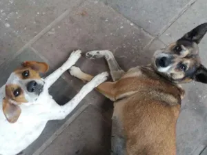 Cachorro raça SRD idade 3 anos nome Flor