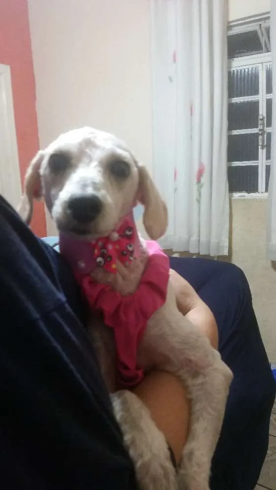 Cachorro ra a Poodle idade 3 anos nome Bella