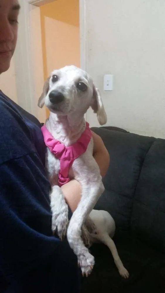 Cachorro ra a Poodle idade 3 anos nome Bella
