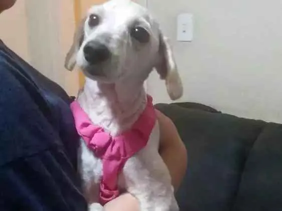 Cachorro ra a Poodle idade 3 anos nome Bella