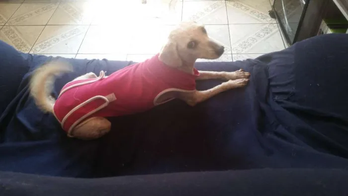 Cachorro ra a Poodle idade 3 anos nome Bella