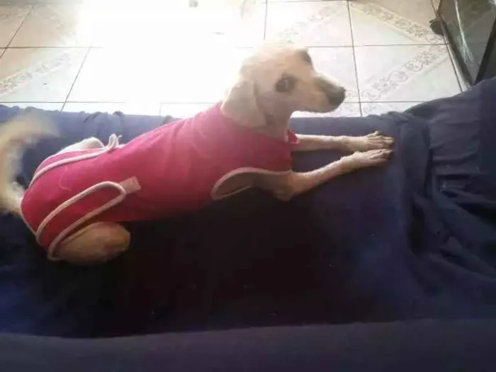 Cachorro ra a Poodle idade 3 anos nome Bella
