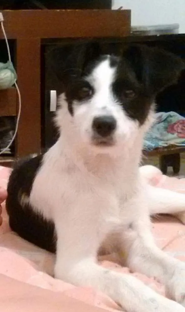 Cachorro raça SRD idade 2 a 6 meses nome Panda