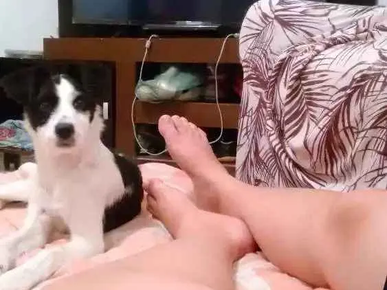 Cachorro raça SRD idade 2 a 6 meses nome Panda