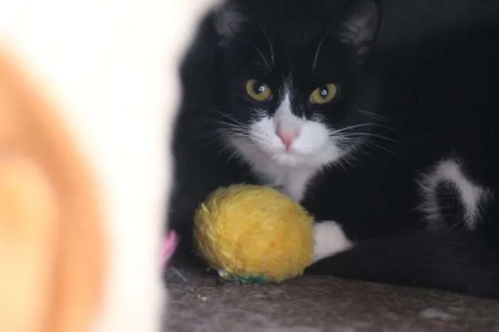 Gato ra a SRD idade 1 ano nome Domenica